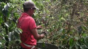 Café Tostado  - Grupo Inustrial Mocho SC de RL